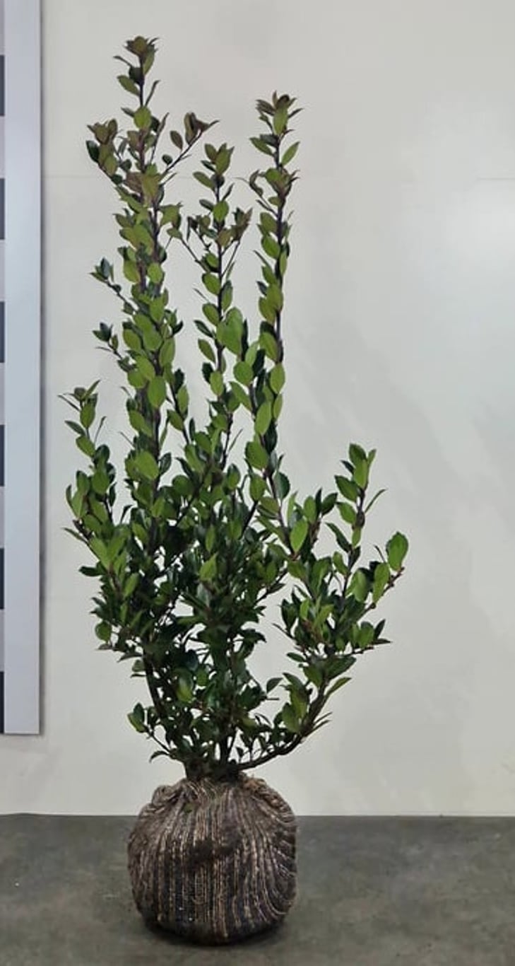 Ilex meserveae 'Heckenblau' - 100-120 CM RB